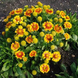Arizona Apricot, Gaillardia